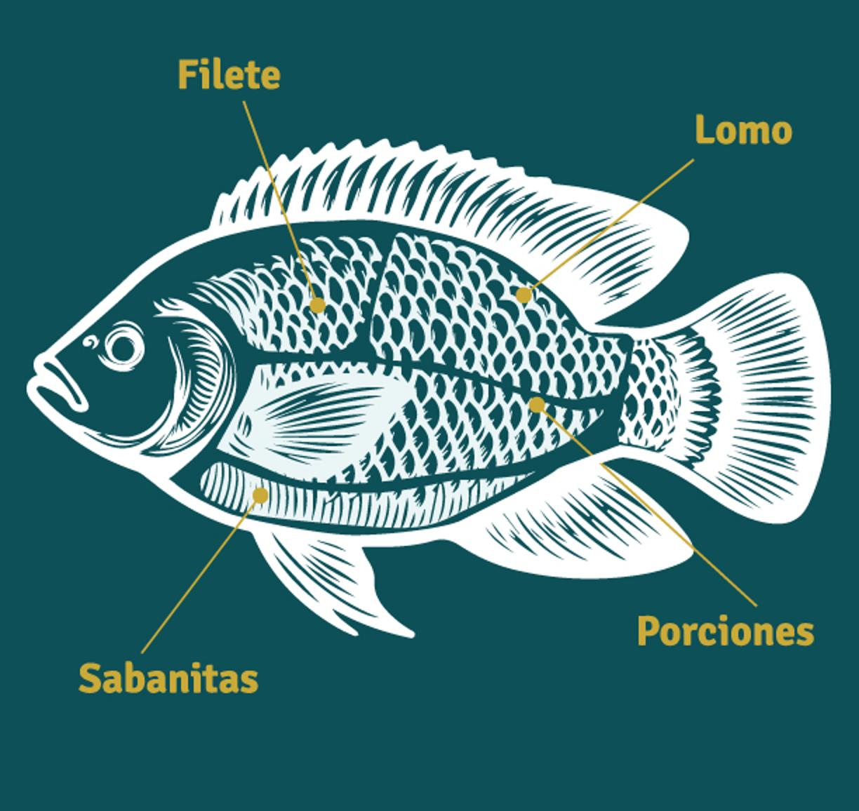 partes-tilapia-nvo